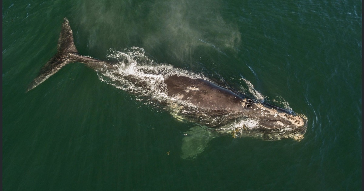 Walvis van boven in de oceaan